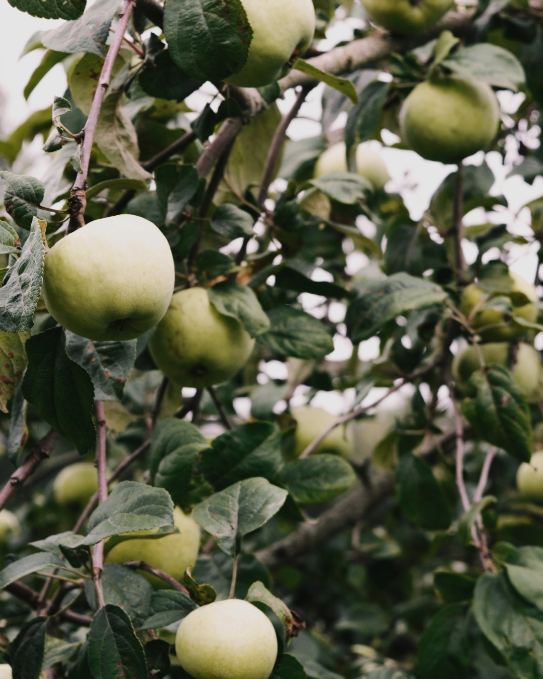 Beauty That Begins Within – VERONICA SHY Hair Growth Gummies